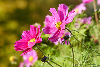 Garden cosmos flowers This is a nature photograph featuring vibrant Garden Cosmos flowers in full bloom. The image captures the flowers and plants bathed in soft morning light, indicating that it was taken during the early hours of the day. The lush greenery and the vivid colors of the flowers suggest that the season is summer, when Garden Cosmos are commonly in blossom. The focus is on the delicate petals and the central yellow disc florets, characteristic of this flower species. The photograph showcases the beauty of these flowers and surrounding plants, providing a detailed view of the organic textures found in a natural setting.